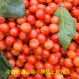 孕妇水果现摘现发 顺风空运冷链四川小樱桃凉山土恩特儿应季