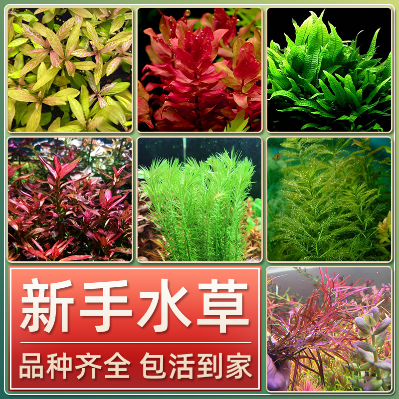 鱼缸水草无需底砂水草