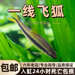 一线飞狐黑线飞狐除藻鱼工具鱼老虎小精灵观赏鱼热带鱼活体清洁鱼