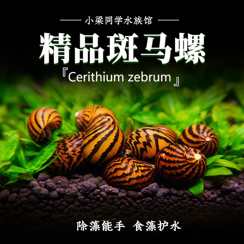 斑马螺鱼缸观赏螺宠物螺除藻蜗牛西瓜螺活体草缸清洁汽水螺虎纹螺