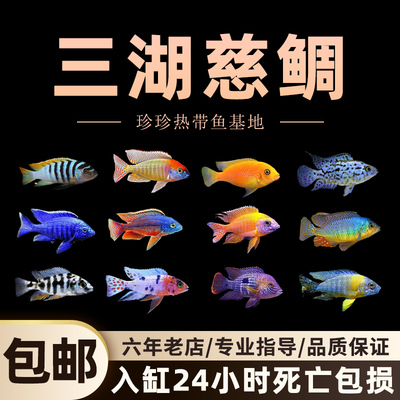 三湖慈鲷鱼观赏鱼马鲷耐养易活