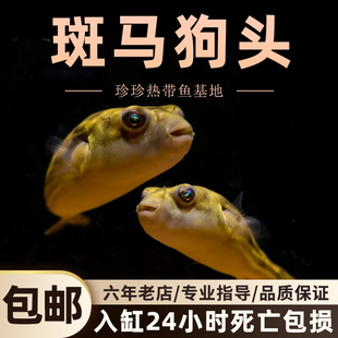斑马狗头河豚鱼斑狗头鱼苗小型热带鱼观赏鱼淡水河豚凶猛鱼苗活体