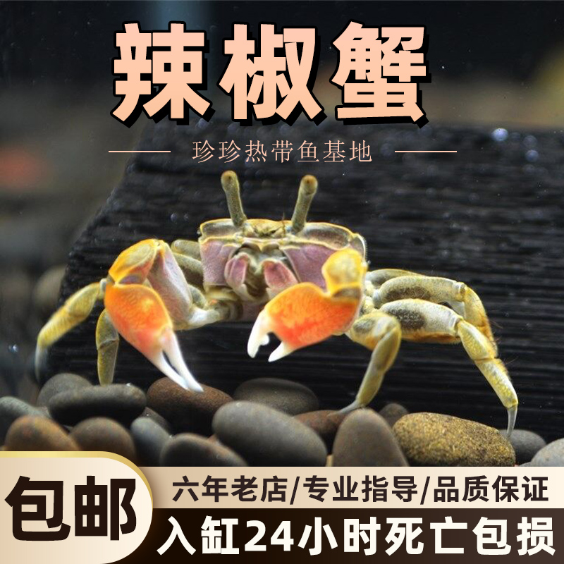 迷你蟹辣椒蟹观赏蟹底栖动物