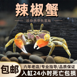 迷你蟹辣椒蟹观赏蟹活体宠物螃蟹吃虫除藻淡水蟹鱼缸爬行底栖动物