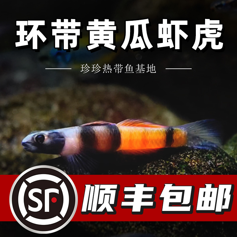 环带黄瓜虾虎枝桠虾虎活体小型鱼