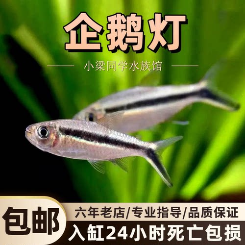 企鹅灯鱼拐棍灯鱼活体好养群游