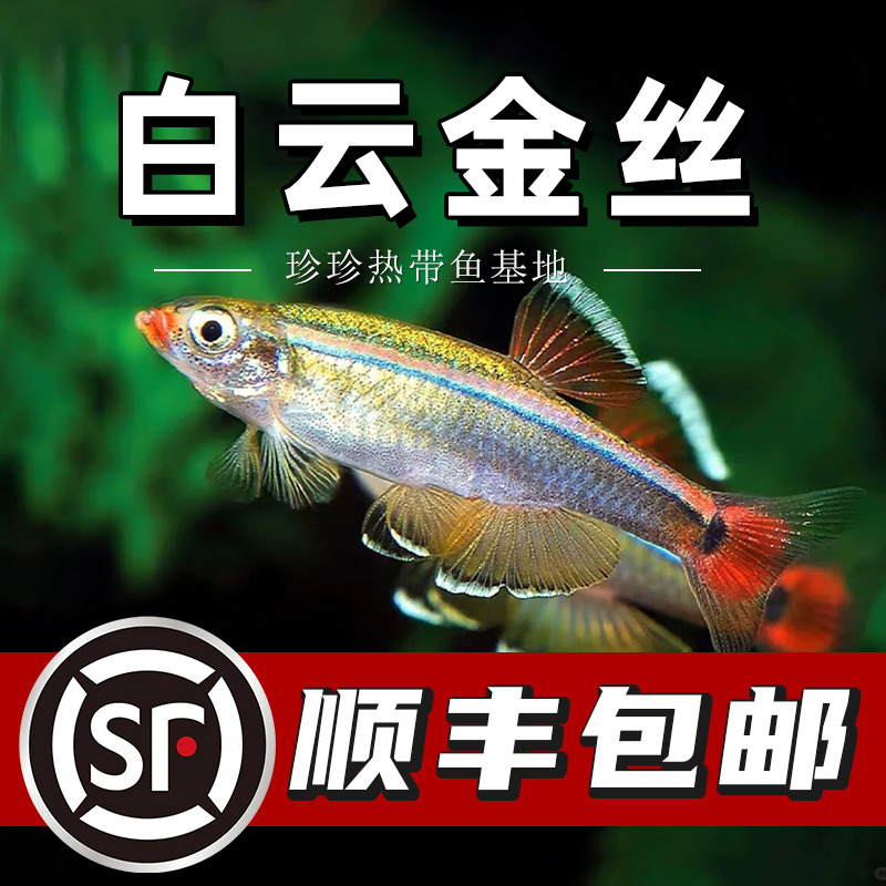 白云金丝瑰丽金丝冷水鱼小型加温