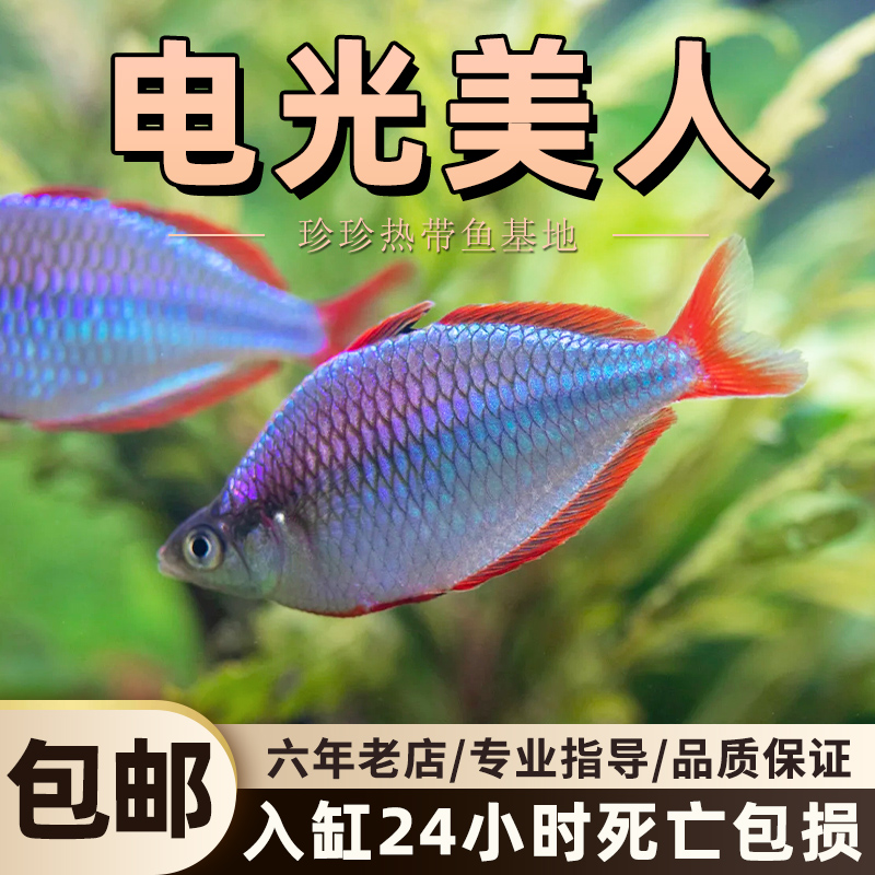 电光美人热带观赏鱼淡水鱼美人鱼