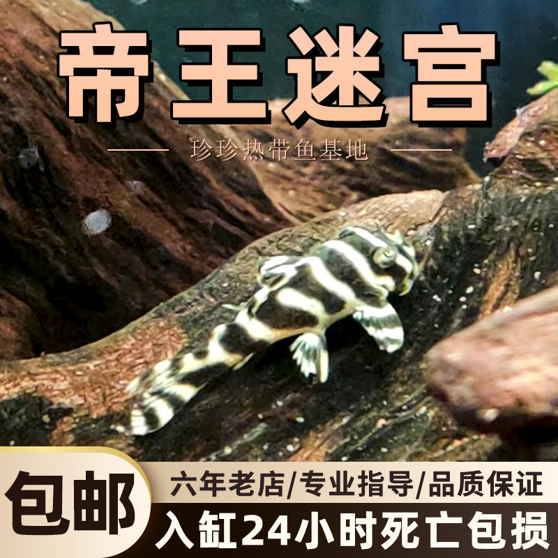 黄金帝王迷宫L333异型鱼南美