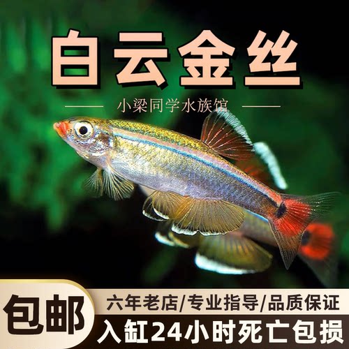 白云金丝瑰丽金丝冷水鱼小型加温