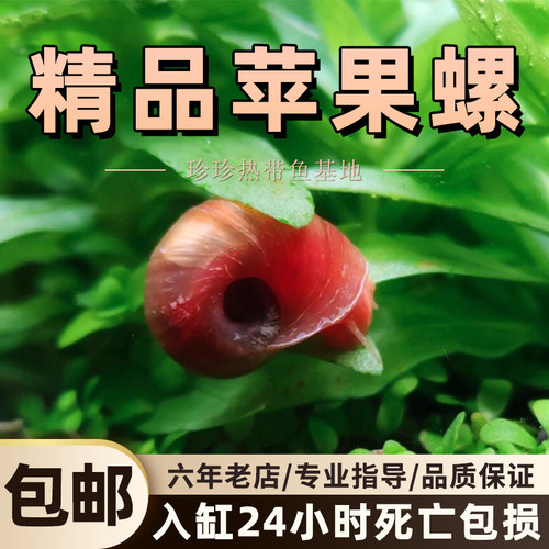 苹果螺观赏螺工具螺淡水螺宠物螺