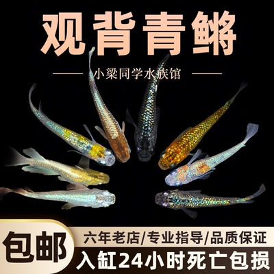 冷水鱼好养耐活观背青鳉免打氧