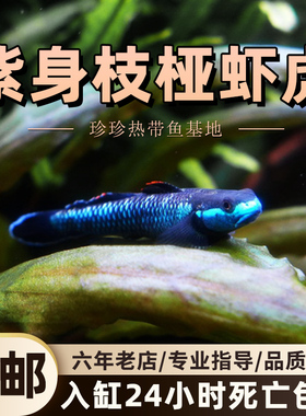 紫身枝桠虾虎原生虾虎鱼除藻电光清洁鱼缸冷水饲养淡水小型鱼