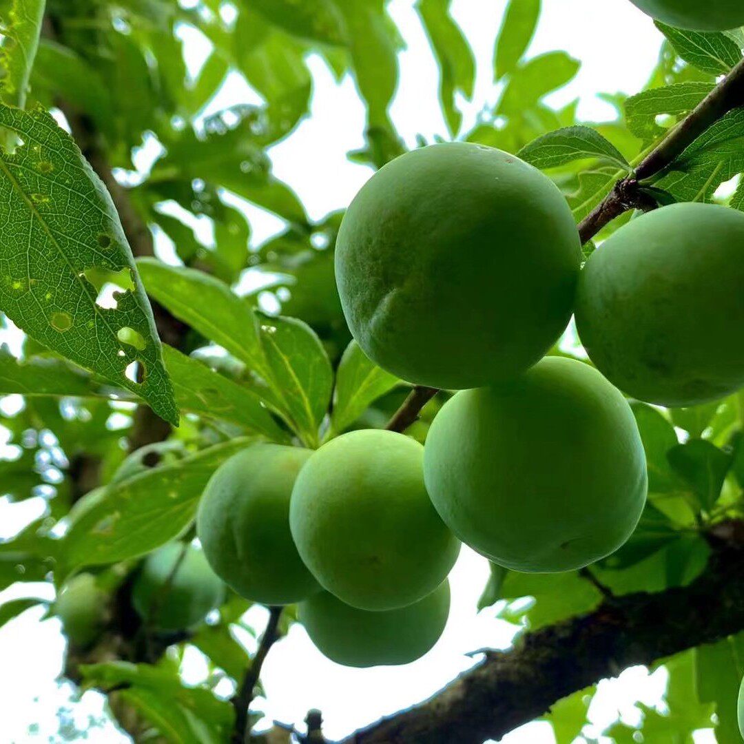 贵州沿河沙子空心李脆李5斤包邮贵州沿河特产现采摘新鲜果核分离