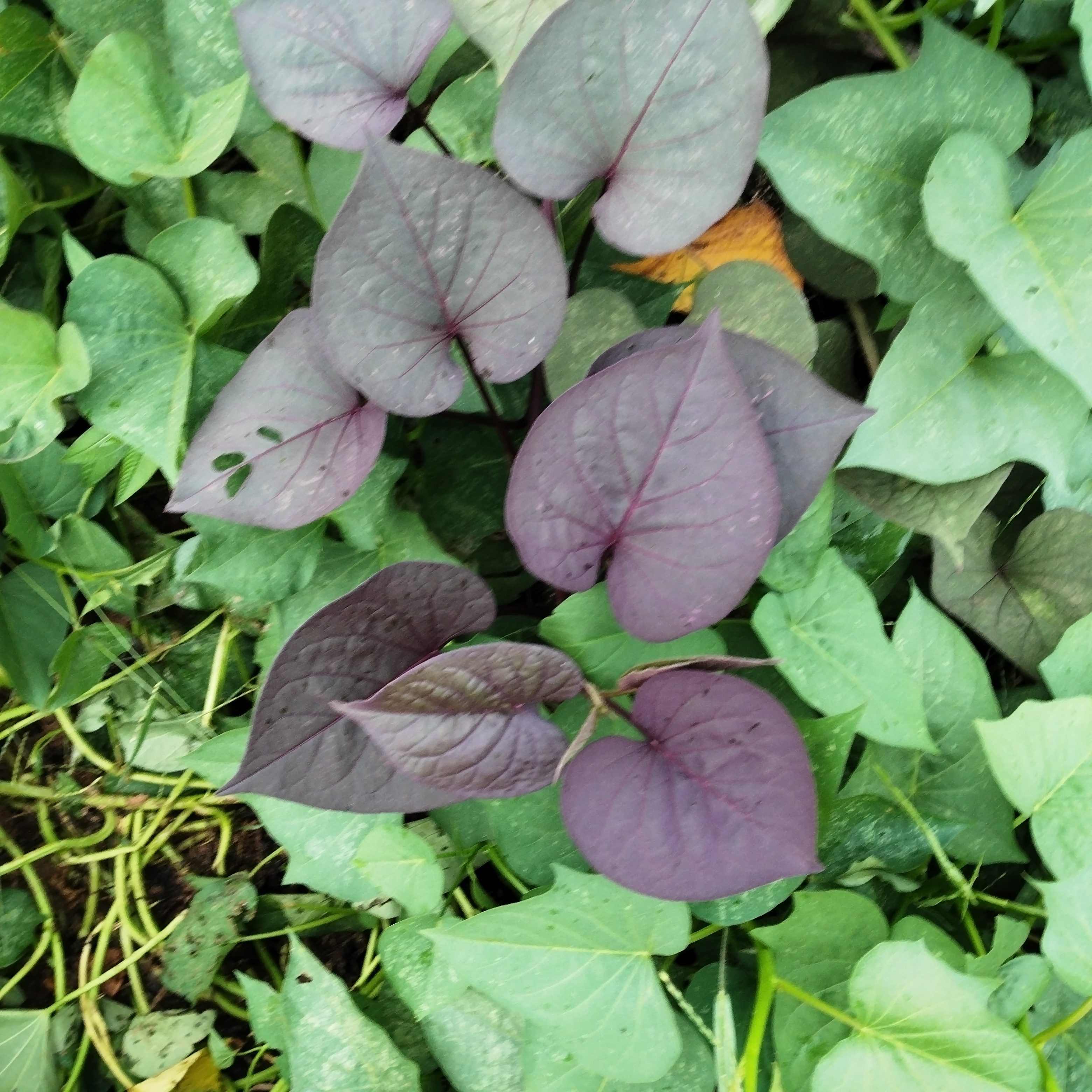 农村农家食用紫色红薯种植苗阳台庭院花盆种苗地瓜叶苗花青素含