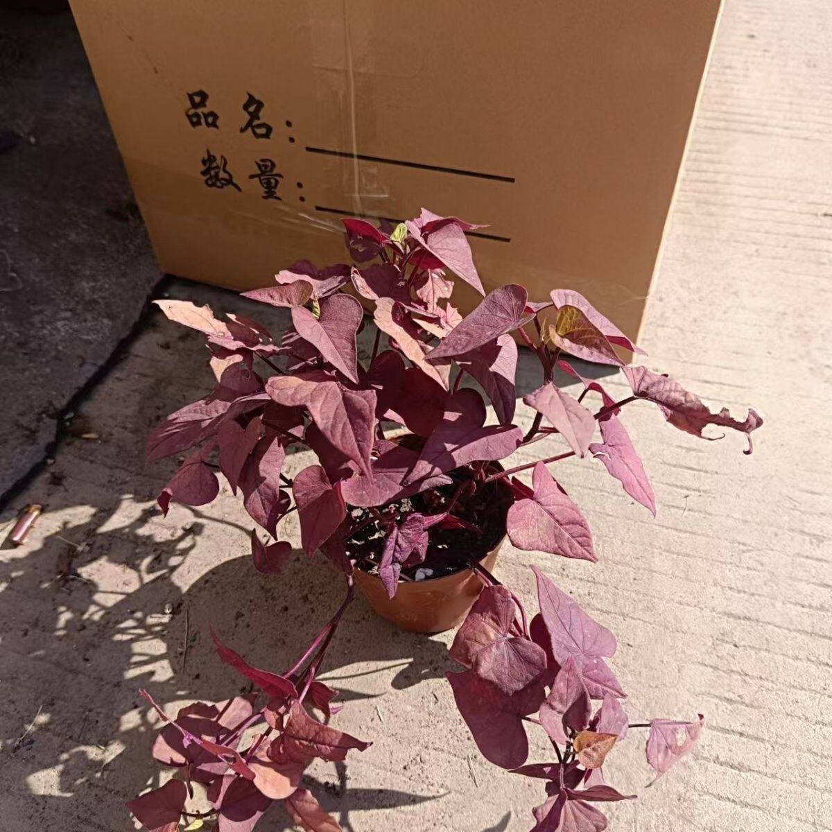 阔叶红莲子草盆栽花绿植庭院楼顶菜地种植四季好养观赏锦叶红薯叶