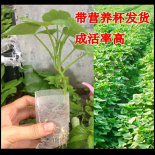食叶型地瓜叶营养杯发货专吃叶子福薯18号台农71号红薯苗盆栽庭院