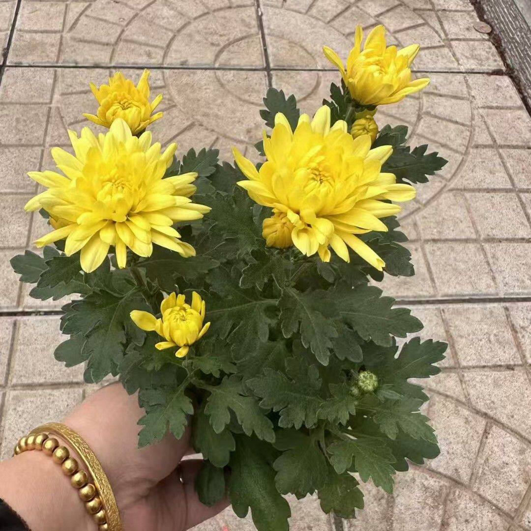 黄白菊盆栽【带花苞】重瓣菊花鲜花清明节专用黄白菊花盆栽鲜花