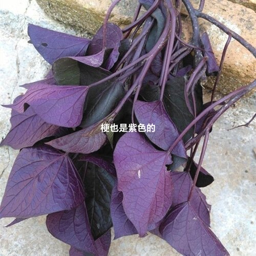 叶苗大苏子叶盆栽绿植去腥食用香料农家带根带土紫色红薯叶苗
