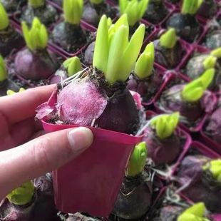 荷兰进口风信子种球水培土培套装室内外阳台桌面秋冬耐寒冬天开花