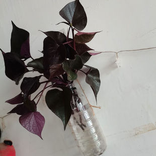 紫色食用红薯叶苗番薯叶地瓜叶种植用可作盆栽绿植酒店特菜番薯叶