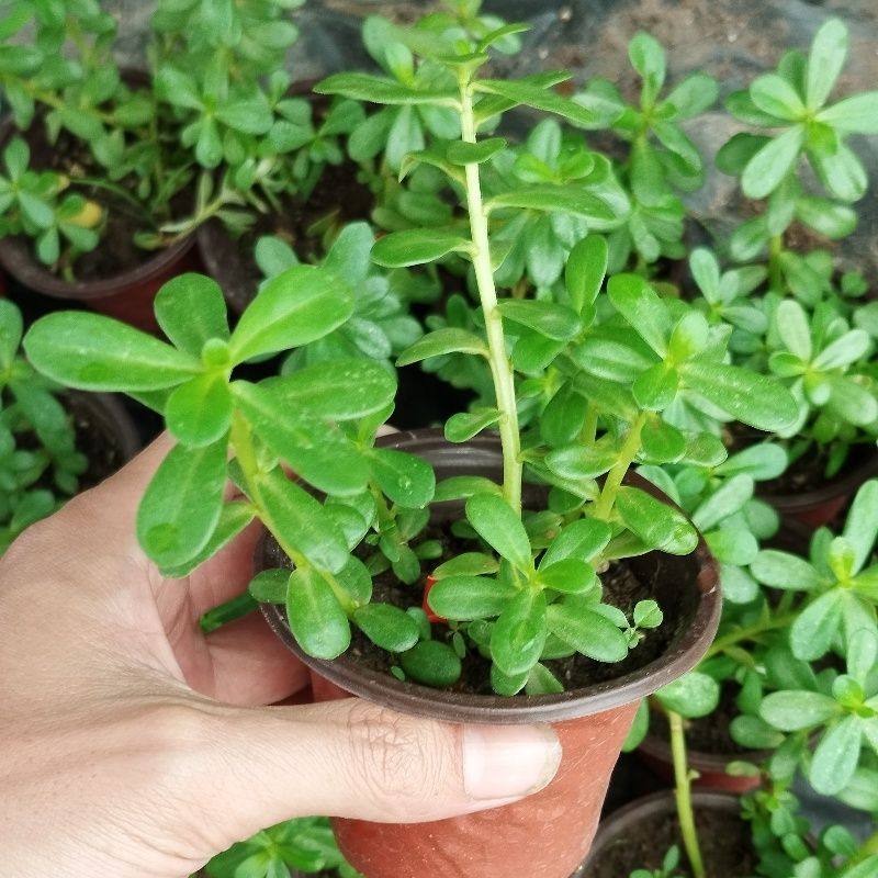 马齿苋苗盆栽阳台垂吊花卉带根凉拌特色幼儿园植物饭店特色白带花