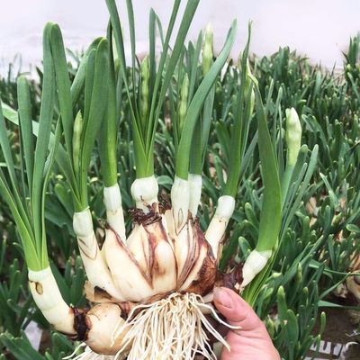 花多水仙花盆栽特级已养护发芽好养春节年宵花冬季开花凌波仙子