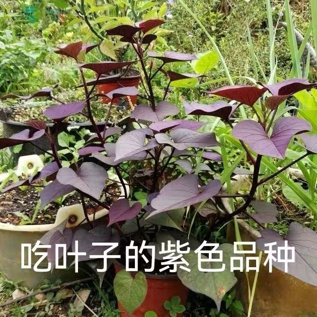 紫薯叶盆栽地瓜叶观赏地瓜叶紫薯苗公园花镜叶盆栽锦叶花叶红薯苗