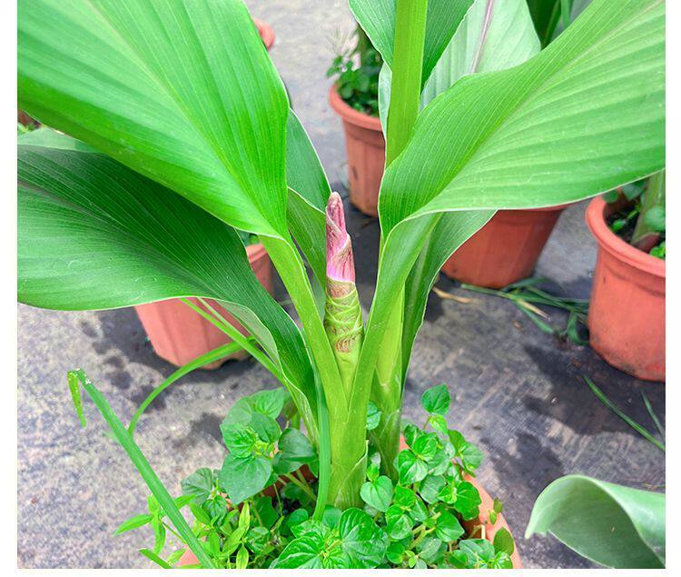 荷花盆栽带花苞四季常青客厅室内绿植桌面盆栽好养植物阔叶除甲醛