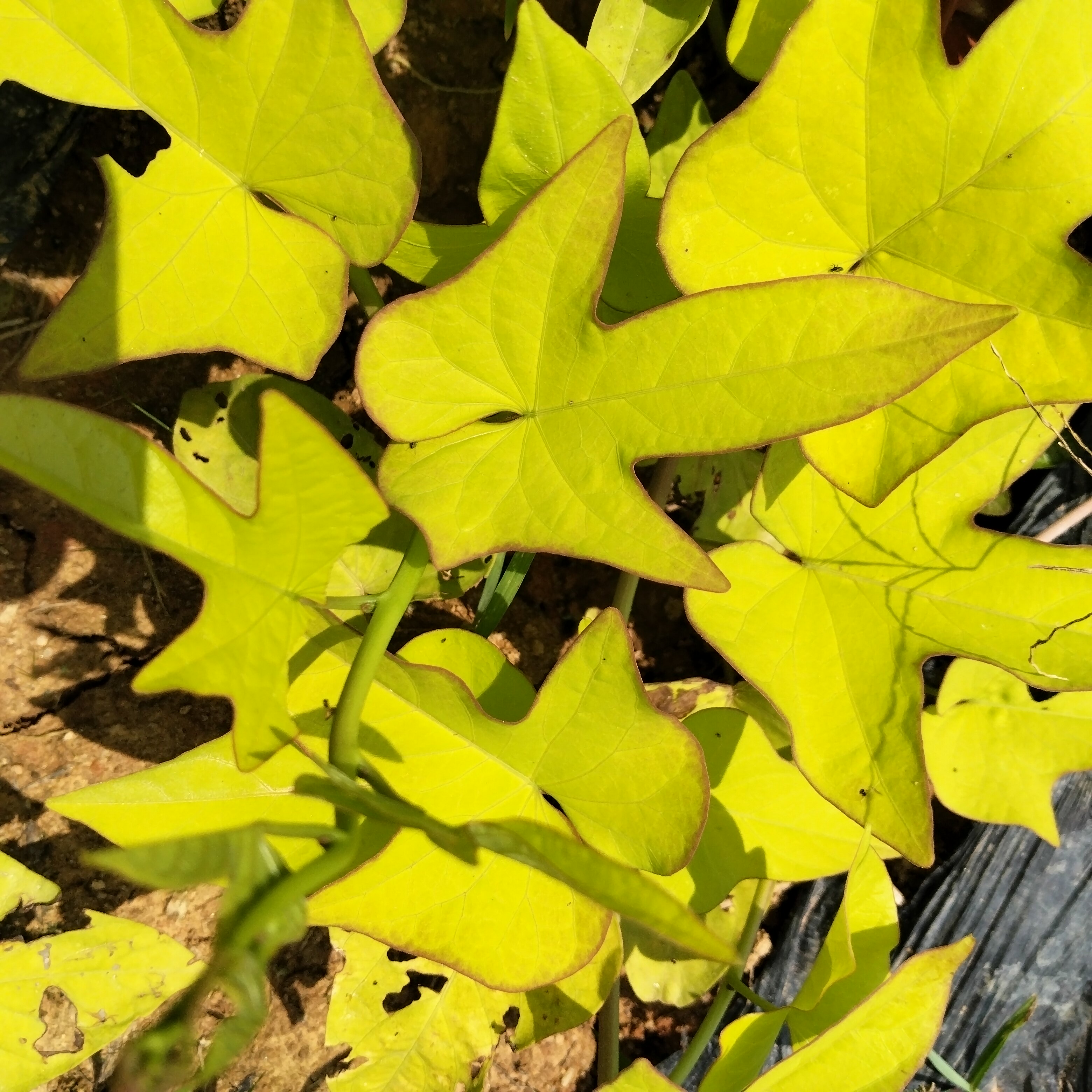金叶薯金叶番薯苗金叶地瓜观叶番薯苗多年生彩叶花镜植物防辐射