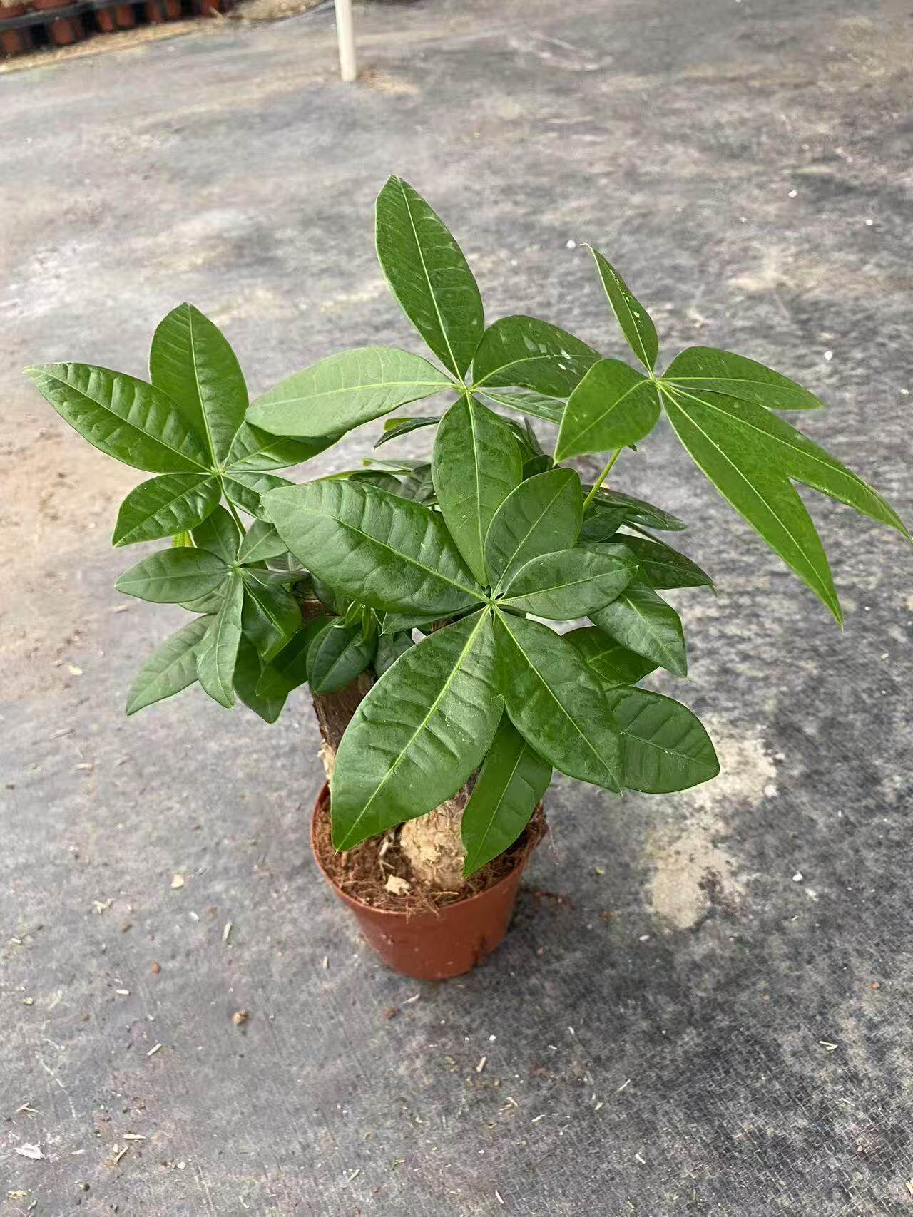 发财树盆栽植物办公桌室内绿植盆景摆件单杆四季常青招财树苗3棵