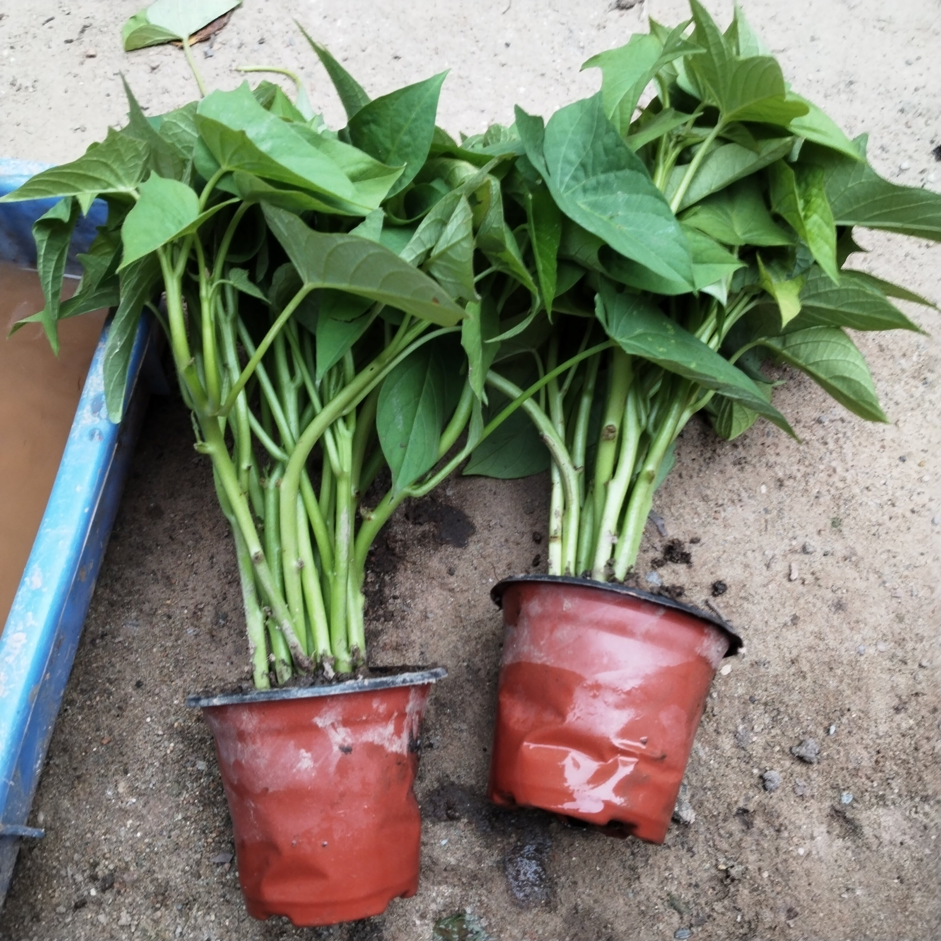 番薯叶绿植盆栽室内客厅办公室门口饭店特色桌面盆栽植物花卉带根