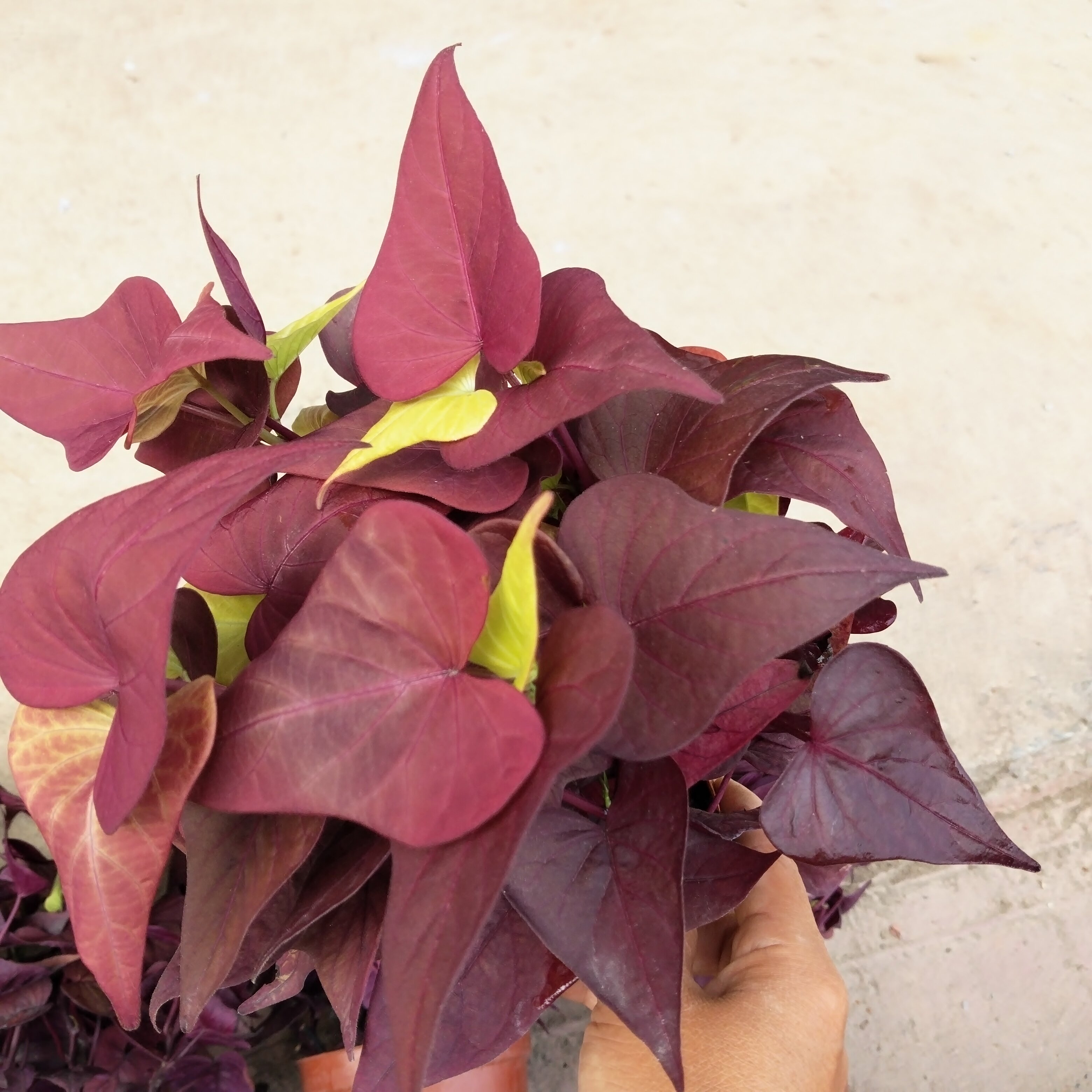 红叶地瓜叶盆栽阳台室外花卉植物露天可爬藤庭院造景植物地被带盆