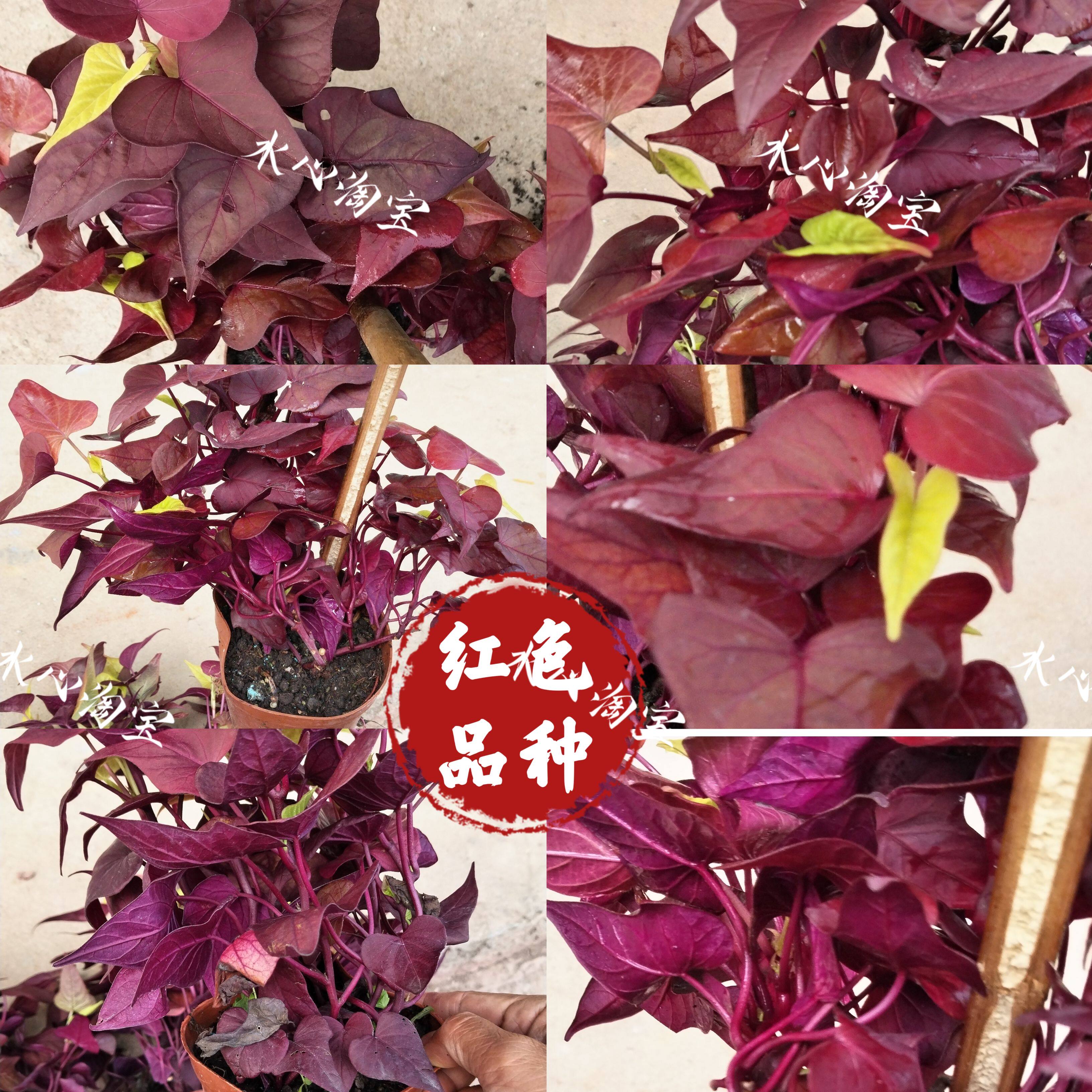 彩叶番薯盆栽裂叶金叶红薯观赏甘薯花镜植物多年生观叶盆栽植物