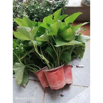 红薯叶苗专吃叶子台湾地瓜叶红苕尖薯尖食用番薯叶苗台农福薯食叶