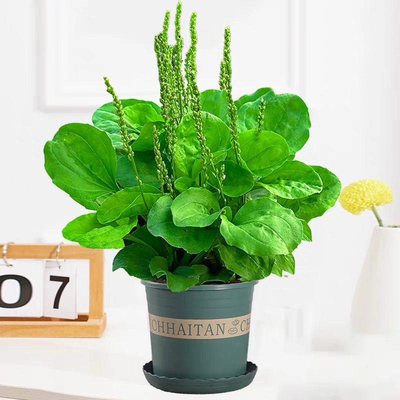 车前草盆栽可食用绿植室内好养活大叶香草九层塔苗薄荷迷迭香凉茶