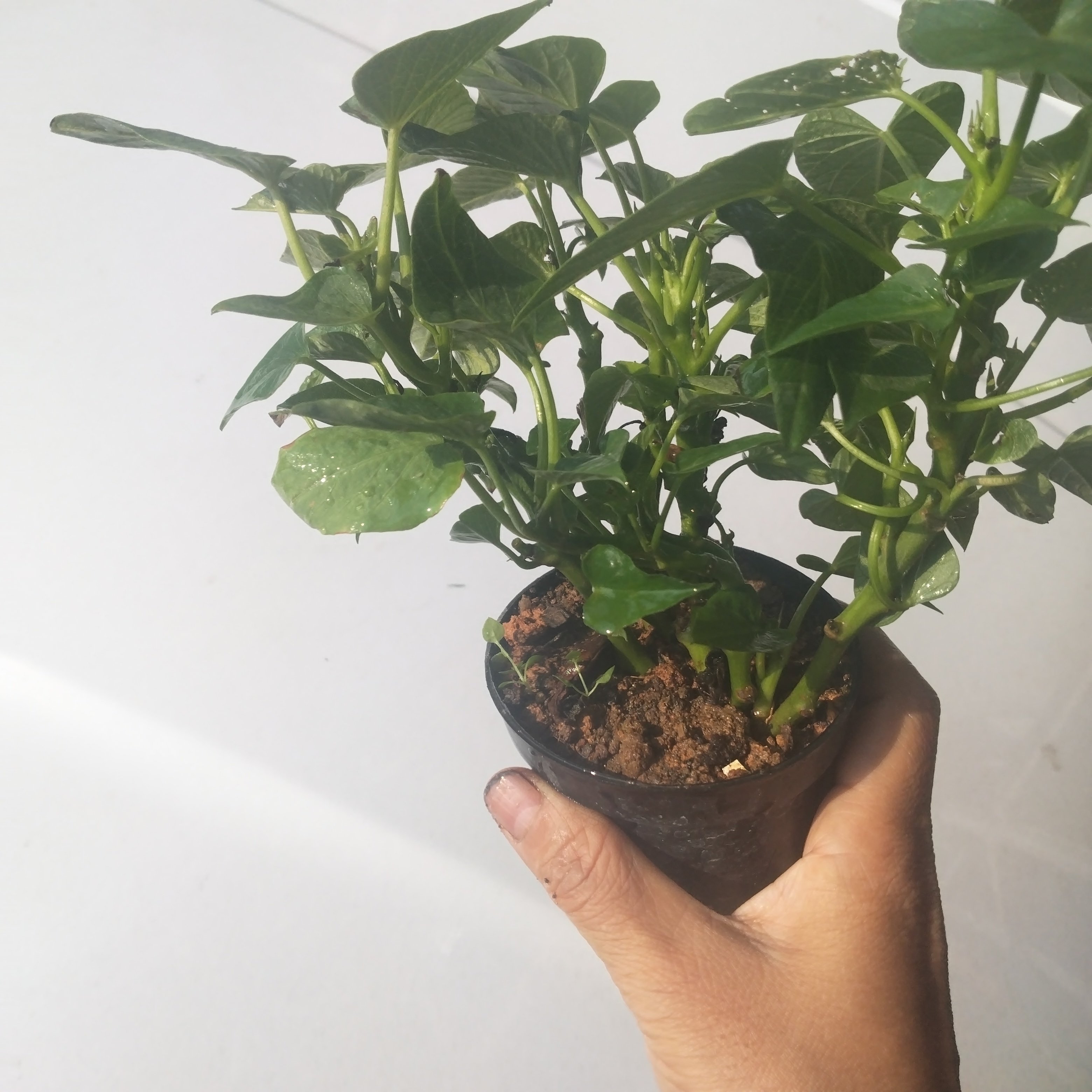 绿色番薯叶盆栽绿门前庭院饭店门口种植红薯叶盆栽植物花卉带根