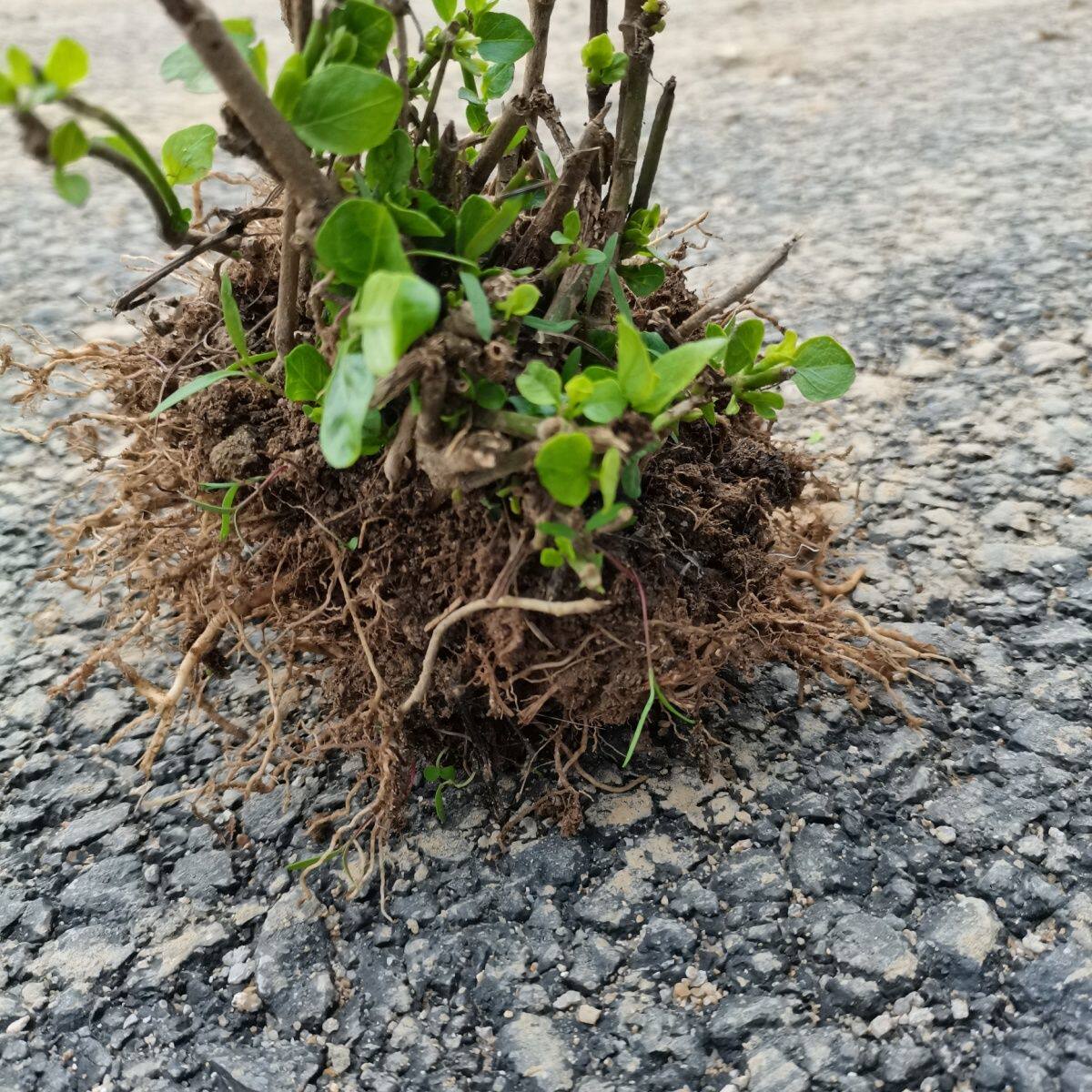 血通菜庭院种植盆栽阳台绿植四季嫩滑好吃绿线叶宽叶十万错老头