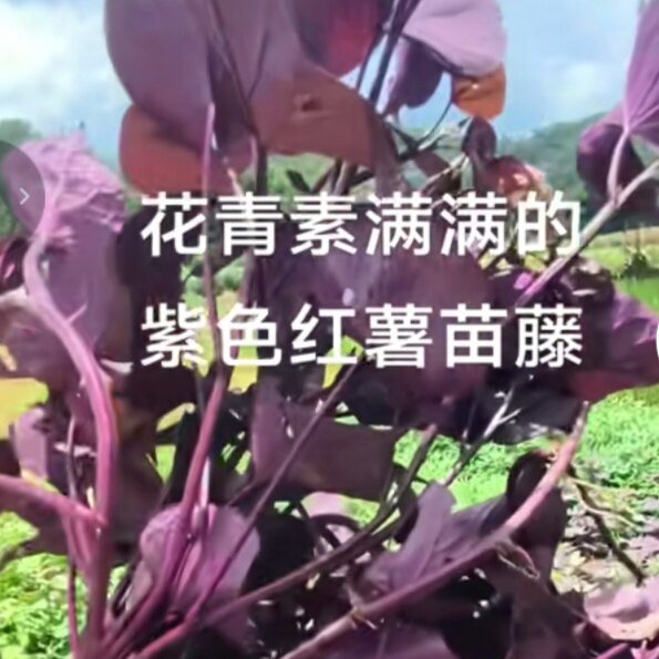 紫色番薯叶薯藤盆栽菜地种植食叶型含有花青素桌面好养活植物专吃