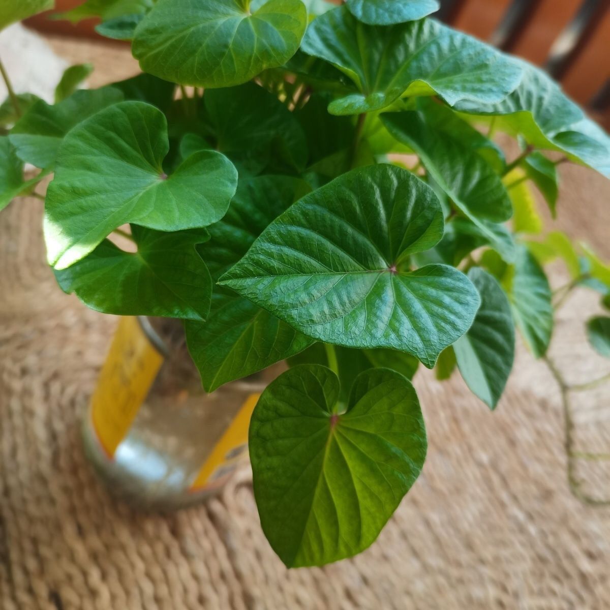 新鲜现摘番薯叶红薯叶番薯叶红薯秧苗新鲜地瓜叶苗老茎吃叶秧苗