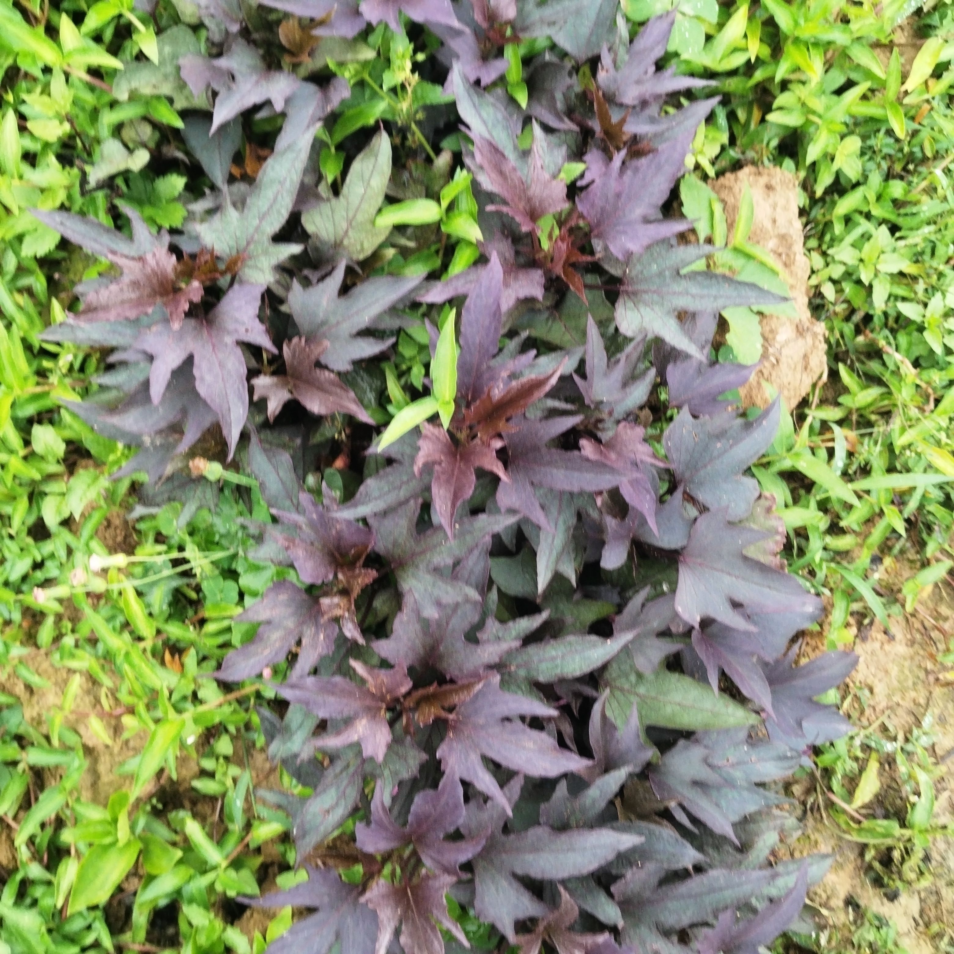 紫色地瓜叶盆栽紫色红薯苗阳台绿植番薯叶苗庭院菜地种植红皮白心