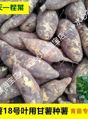 鲜活蕃薯苗蔬菜阳台食用蕃薯地瓜苗菜地种植四季庭院吃叶子品种