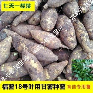 鲜活蕃薯苗蔬菜阳台食用蕃薯地瓜苗菜地种植四季庭院吃叶子品种