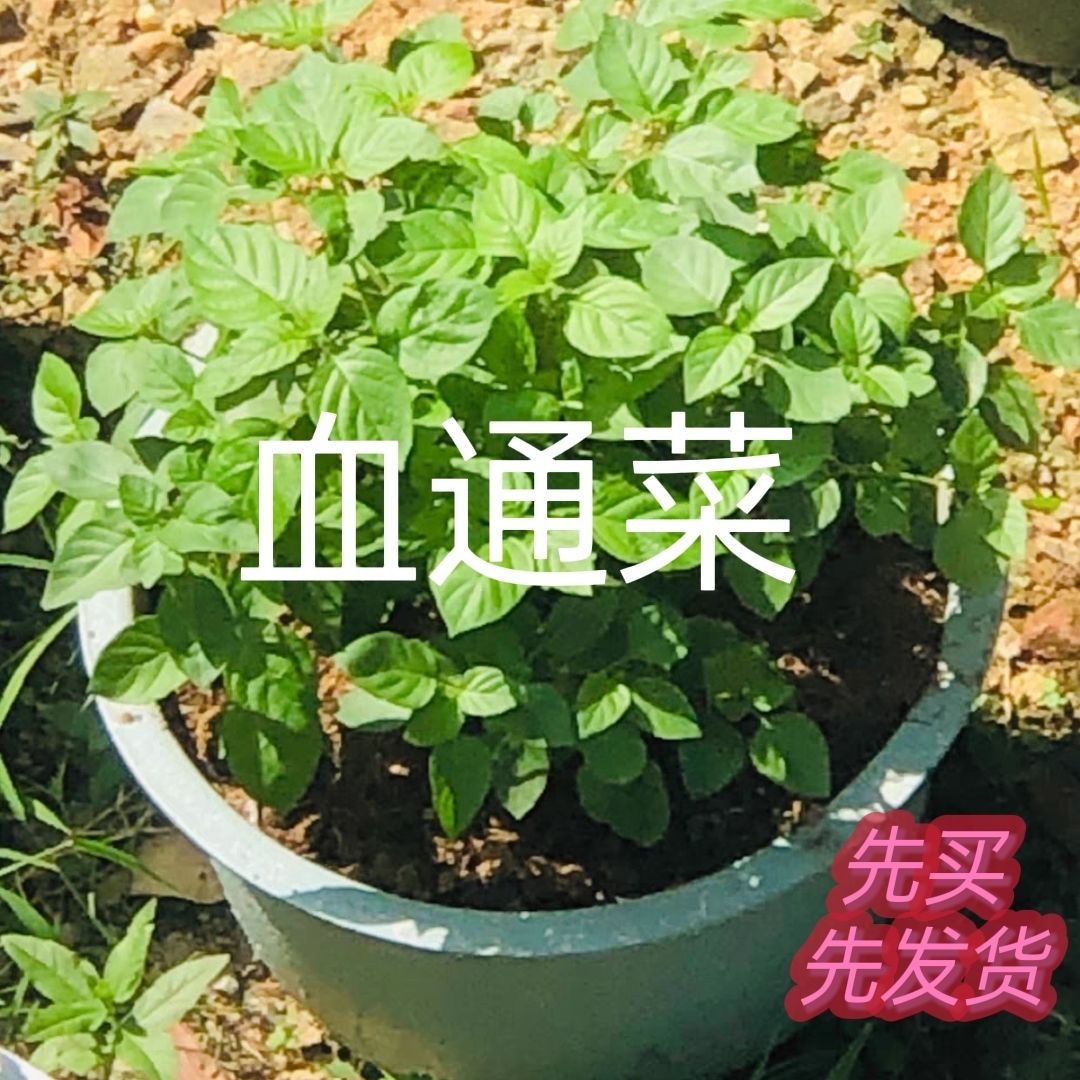 盆栽阳台绿植现采直发野菜贵族绿线叶血通菜蔬菜绿线宽叶十万错粉