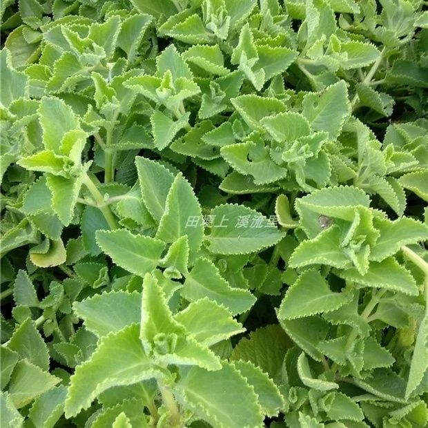 左手香盆栽原土带土发货绿植碰碰香印度薄荷还魂草碰碰香盆栽树苗