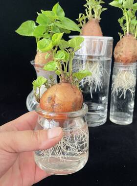 水培红薯幼儿园水培植物国宝级红薯水培鱼缸景观地瓜学生观察生长