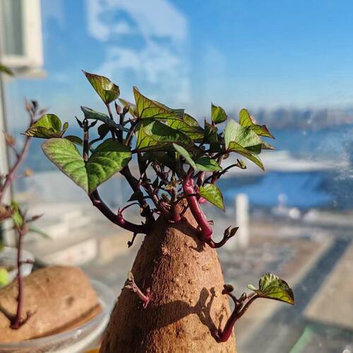 水培植物发芽红薯紫色苗土培盆景鱼缸阳台观赏水培红薯盆景盆栽