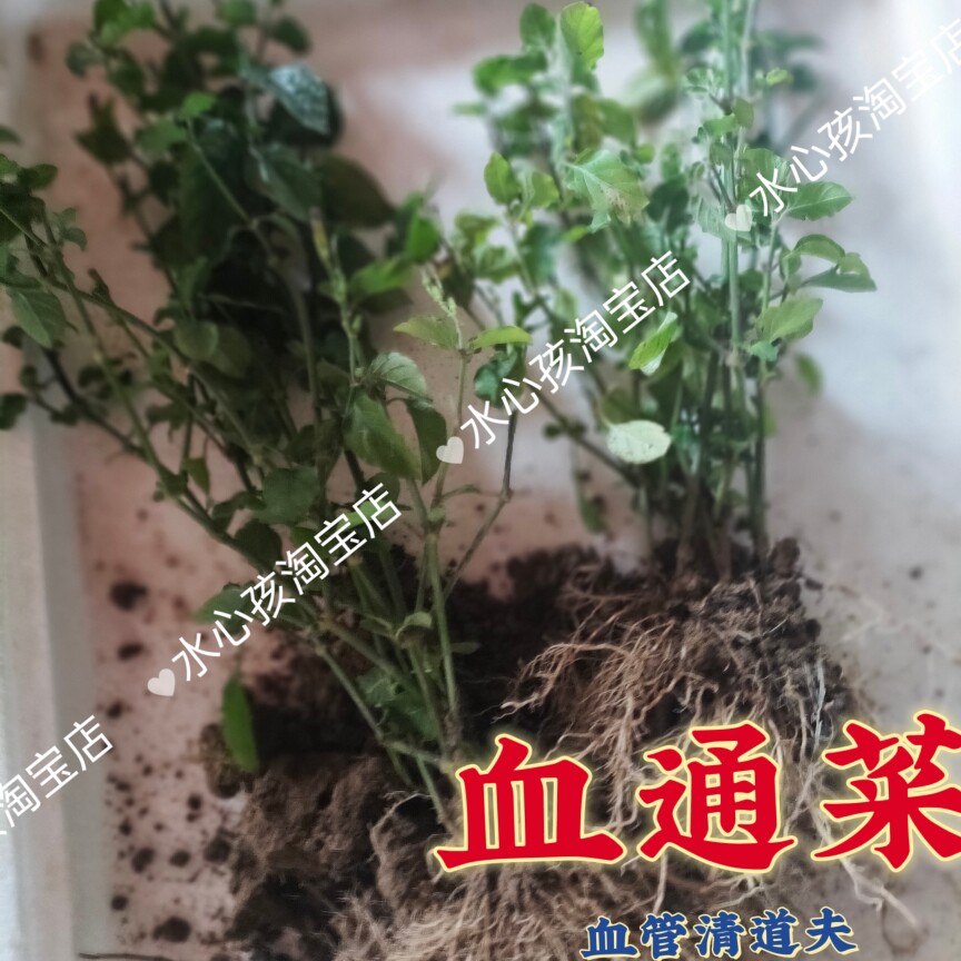 老桩新鲜绿线叶血通菜蔬菜酒店特色野菜贵族火锅打边炉绿叶食用苗