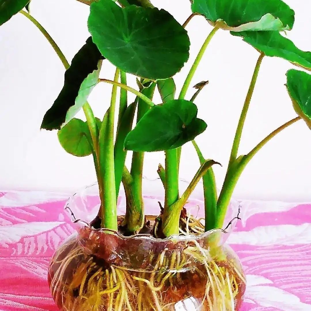 千手观音盆栽室内水培土培四季盆栽桌面水培花卉植物花苗阳台芋头
