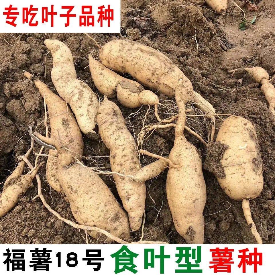 福建漳州正宗六鳌红蜜薯红皮红心地瓜苗红薯叶子番薯福薯18号盆栽